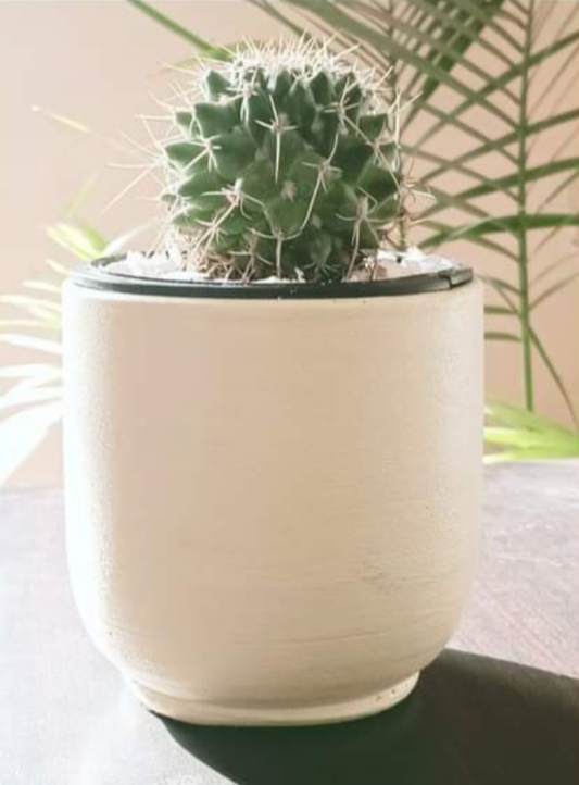 Mamillaria cactus in a hand-painted terracota pot in beige