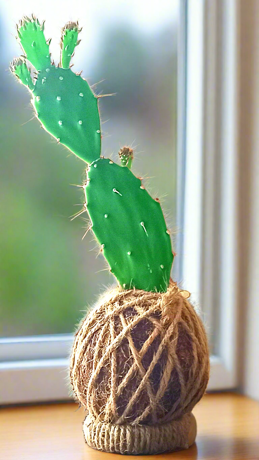 Cactus kokedama