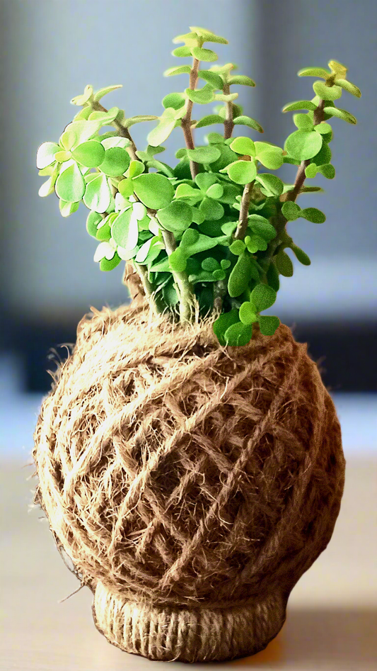 jade kokedama